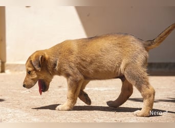 Sechs wunderschöne Schäferhundmischlinge suchen ein Zuhause