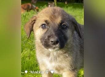 Melli und Mokka suchen ab Januar ein Zuhause.