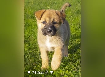 Melli und Mokka suchen ab Januar ein Zuhause.