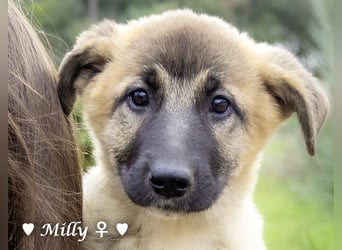 Neue Bilder: Melli, Millie und Mokka suchen ab Januar ein Zuhause.