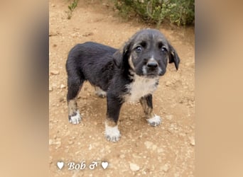 Update: Brenda, Bill, Bob und Bertie suchen ab Anfang Januar ein Zuhause