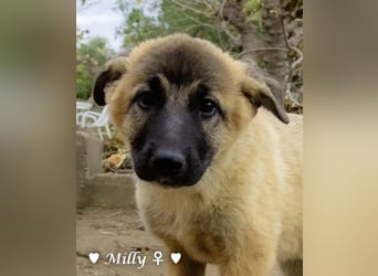 Neue Bilder: Melli, Millie und Mokka suchen ab Januar ein Zuhause.