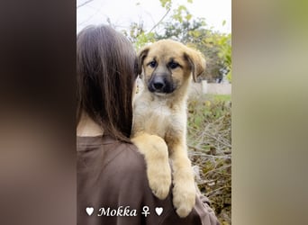 Neue Bilder: Melli, Millie und Mokka suchen ab Januar ein Zuhause.