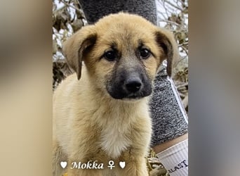 Neue Bilder: Melli, Millie und Mokka suchen ab Januar ein Zuhause.