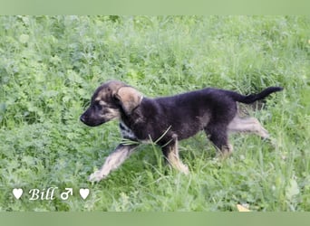 Update: Brenda, Bill, Bob und Bertie suchen ab Anfang Januar ein Zuhause