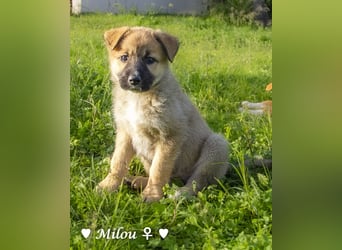 Melli und Mokka suchen ab Januar ein Zuhause.