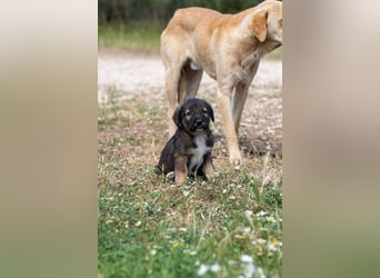 Sechs wunderschöne Schäferhundmischlinge suchen ein Zuhause