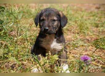Sechs wunderschöne Schäferhundmischlinge suchen ein Zuhause