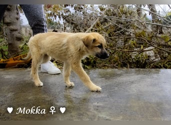 Neue Bilder: Melli, Millie und Mokka suchen ab Januar ein Zuhause.