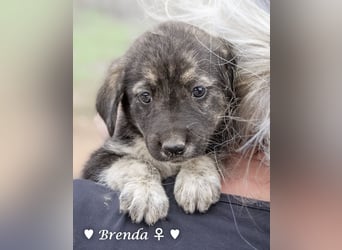 Update: Brenda, Bill, Bob und Bertie suchen ab Anfang Januar ein Zuhause