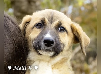 Neue Bilder: Melli, Millie und Mokka suchen ab Januar ein Zuhause.