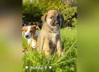 Melli und Mokka suchen ab Januar ein Zuhause.