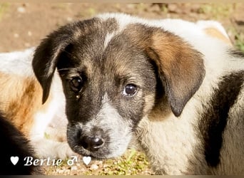 Update: Brenda, Bill, Bob und Bertie suchen ab Anfang Januar ein Zuhause