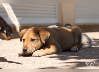 Sechs wunderschöne Schäferhundmischlinge suchen ein Zuhause