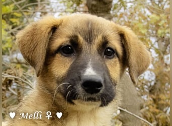 Neue Bilder: Melli, Millie und Mokka suchen ab Januar ein Zuhause.