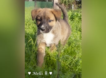 Melli und Mokka suchen ab Januar ein Zuhause.