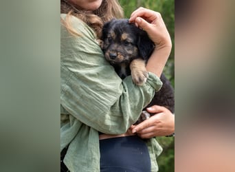 Sechs wunderschöne Schäferhundmischlinge suchen ein Zuhause
