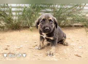 Update: Brenda, Bill, Bob und Bertie suchen ab Anfang Januar ein Zuhause