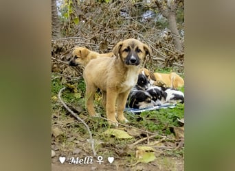 Neue Bilder: Melli, Millie und Mokka suchen ab Januar ein Zuhause.