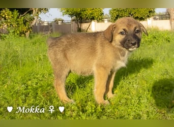 Melli und Mokka suchen ab Januar ein Zuhause.