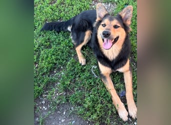 Nala - Anfängerhund
