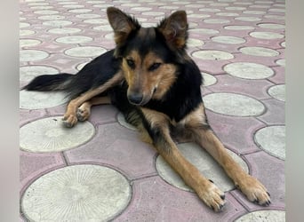 Nala - eine tolle Hundemama