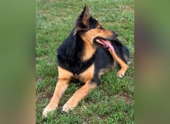 Nala - Anfängerhund