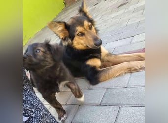 Nala - Anfängerhund