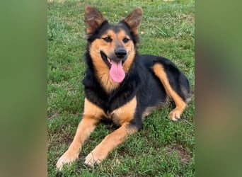 Nala - eine tolle Hundemama
