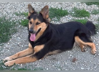Nala - eine tolle Hundemama