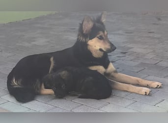 Nala - Anfängerhund