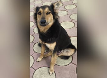Nala - Anfängerhund