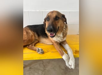 Veronica wartet immer noch geduldig