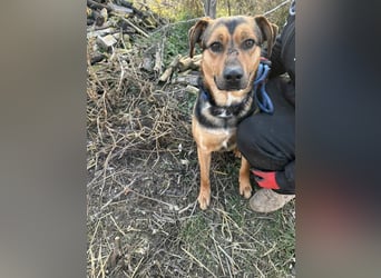 Zeno freundlicher Schäferhund-Bracke Mix
