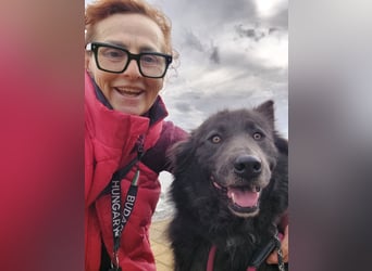 Bojtar aufmerksamer stattlicher Schäferhund Mischling