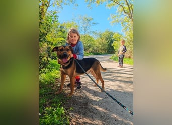 Zeno freundlicher Schäferhund-Bracke Mix