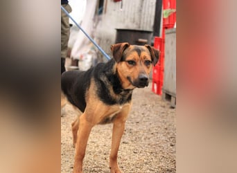 Zeno freundlicher Schäferhund-Bracke Mix