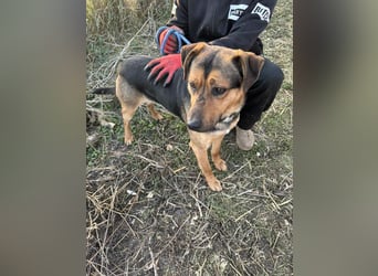 Zeno freundlicher Schäferhund-Bracke Mix