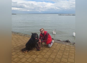 Bojtar aufmerksamer stattlicher Schäferhund Mischling