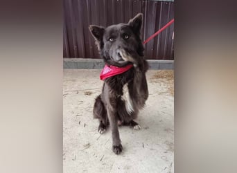 Bojtar aufmerksamer stattlicher Schäferhund Mischling