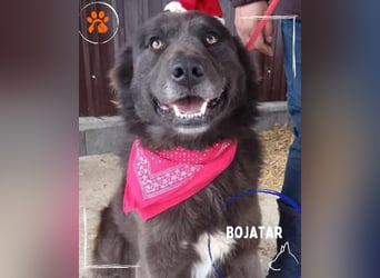 Bojtar aufmerksamer stattlicher Schäferhund Mischling