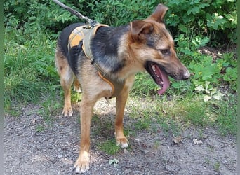 junge Schäferhund-Mix Hündin "Luzzy" sucht ein Zuhause