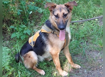junge Schäferhund-Mix Hündin "Luzzy" sucht ein Zuhause
