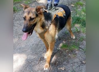 junge Schäferhund-Mix Hündin "Luzzy" sucht ein Zuhause