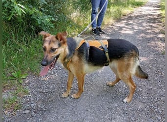 junge Schäferhund-Mix Hündin "Luzzy" sucht ein Zuhause