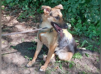 junge Schäferhund-Mix Hündin "Luzzy" sucht ein Zuhause