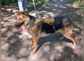 junge Schäferhund-Mix Hündin "Luzzy" sucht ein Zuhause