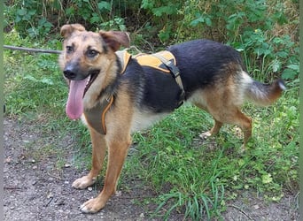 junge Schäferhund-Mix Hündin "Luzzy" sucht ein Zuhause