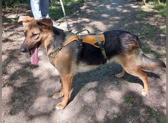 junge Schäferhund-Mix Hündin "Luzzy" sucht ein Zuhause