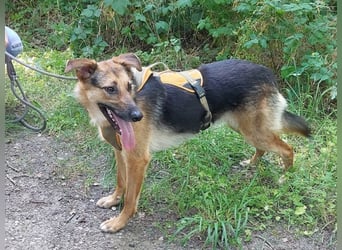 junge Schäferhund-Mix Hündin "Luzzy" sucht ein Zuhause
